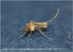 경북도 보건환경연구원, 10월 말까지 일본뇌염 매개 모기 감시사업 운영