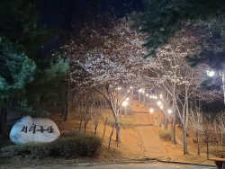 안산 중앙공원 벚꽃은 밤에 더 아름답다…야간조명