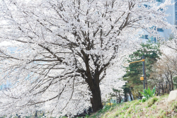 [포토뉴스] 양주 백석읍 하얀돌마을정원, 벚꽃