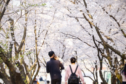 [포토뉴스] 벚꽃으로 물든 의왕시청