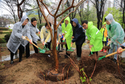 과천시 나무수국외 3종 600주 식재…중앙공원 일대