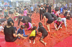 횡성군 둔내토마토축제 8월12일 개막 결정