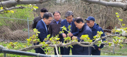 김진열 군위군수, 이상저온 피해 과수농가 현장 점검