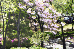 [포토뉴스] K-시흥시 비둘기공원 싱그러움 ‘홍수’