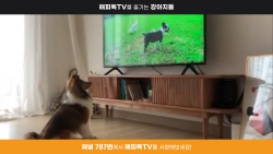 KT스카이라이프, ‘반려견 도우미’ 해피독TV 신규 론칭