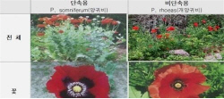 이웃집 텃밭에 ‘마약’ 양귀비가? "바람에 날아와 저절로 자랐다", 호남서 줄 적발