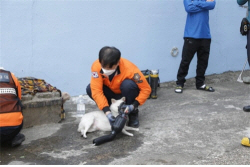 개·고양이 19마리 키우던 아파트 잠시 비웠더니...화재로 15마리 숨져