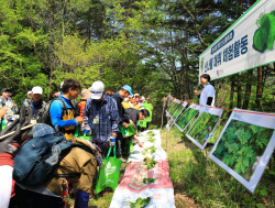 영양군, 산나물채취체험행사로 청정 산나물 홍보 톡톡