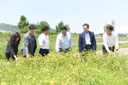 웰컴 ‘양주정원 중랑천’ 유채꽃 장관!