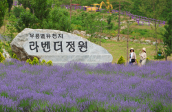 쌍용C&E, ‘무릉별유천지 라벤더 축제’ 물품 지원