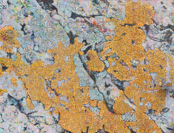 세종대 ‘세종뮤지엄갤러리’, 지의류(地衣類, Lichen) 작가 김순선 기획초대전 진행