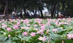 연꽃의 향연…양평 세미원 내달 1일 연꽃문화제 개막