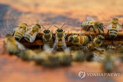 "온난화로 꿀벌 겨울잠 1주일 짧아져…농작물 위협"