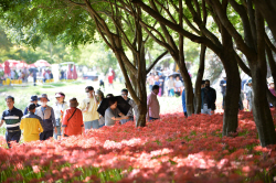 영광불갑산상사화축제···23년만에 유료화 결정