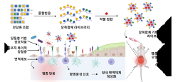 카이스트, 탄수화물 나노입자로 염증성 장 질환 치료 가능성 확인
