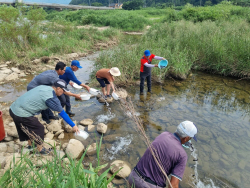 평창군, 메기 12만 마리 방류