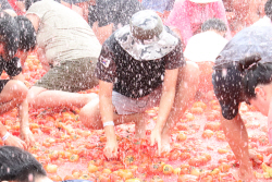 "둔내고랭지토마토 즐기러 오세요"…둔내 고랭지토마토 축제 개막