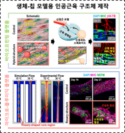 성균관대 김근형 교수 연구팀, 신개념 신경근접합부 생체-칩 개발