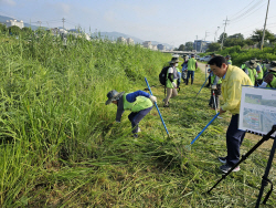 포천시,환경단체와 단풍잎돼지풀 제거 ‘구슬땀’