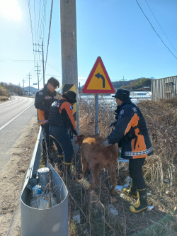 경북소방 "위협 동물포획 119·보호 필요 동물110로 신고를"