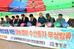 평창군, 오대천 일원에 대농갱이 5만마리 방류