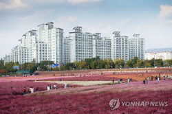 천일홍의 향연 ‘양주 천만송이 천일홍 축제’ 개막