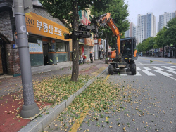 춘천시, "가로수 은행 열매 채취 신청하세요"