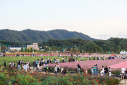 [포토뉴스] 2023 양주시 천만송이 천일홍축제