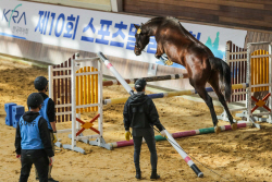 마사회, ‘승용마 품평회 및 어린말 승마대회’ 개최