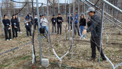 경상북도농업기술원, 경북 사과 생산구조 대전환 추진