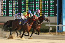 샛별 vs 노장, 렛츠런파크 부경 제16회 국제신문배 개최