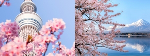 일본은 3월 ‘벚꽃 오프닝’…패키지 여행상품 봇물