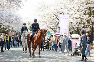 렛츠런파크 서울, 벚꽃축제·야간경마 동시 개최