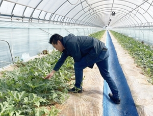 정읍 농업기술센터, 씨 없는 수박 생산 지도 실시