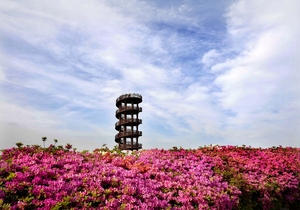 [포토뉴스] 형형색색 꽃대궐, 시흥 갯골생태공원