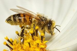 5월 20일은 ‘세계 꿀벌의 날’…꿀벌 없이 인간도 없다