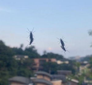 “러브버그, 독성 없고 질병 옮기지 않아”