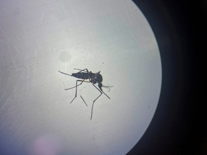뜨거워진 여름에 살판난 모기…전 세계로 퍼지는 곤충매개 질병