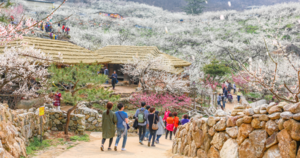 봄의 전령사 광양매화축제, ‘2025년 전라남도 대표축제’ 3년 연속 선정 쾌거