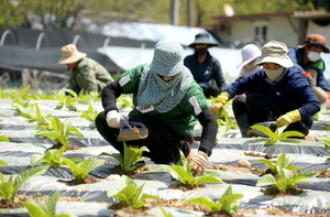 화천군, 외국인 계절근로자 최대 규모 도입…지난해보다 19% ↑