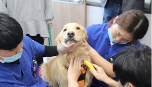 손보업계, ‘블루오션’ 펫보험 포트폴리오 강화…아픈 댕냥이도 보장