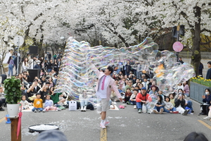 경주·청도, 즐길거리 2제... 경주 대릉원돌담길 축제vs 청도레일바이크