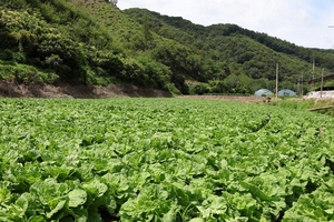 CJ제일제당, 폭염도 견디는 배추 품종 개발…비비고 김치에 쓴다