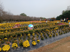 [현장] 쓰레기는 없고 재생에너지·국화꽃…‘재생의 땅’으로 거듭나는 수도권매립지