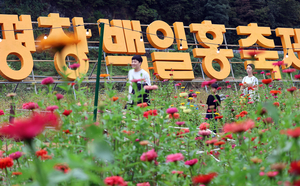 [포토뉴스]평창, 가을빛 물든 백일홍 축제…추석 연휴 가족 나들이객 발길 이어져