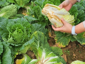 [E-로컬뉴스] 해남군, 완도군, 진도군 소식