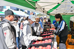‘2025 정선사과축제’ 11일 개막…“해발 500m 고랭지 사과 맛을 알까”
