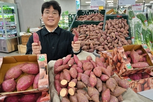 롯데마트, 달콤한 K품종 ‘호풍미 고구마’ 판매 개시