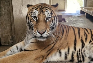 백두산호랑이 ‘미령’, 국립백두대간수목원 새 보금자리로…국내 최대 ‘호랑이숲’서 새 삶 시작