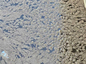 [환경포커스] 녹조·화학물질·중금속  ‘삼중고’ 낙동강…근본 대책은